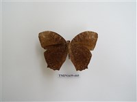 藏品(森林暮眼蝶)的圖片